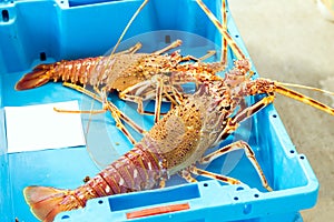 Container with catch sea delicacies lobster Blanes