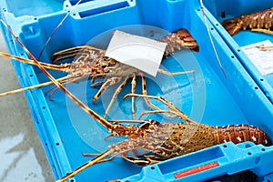 Container with catch sea delicacies lobster Blanes