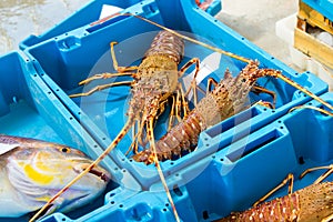 Container with catch sea delicacies lobster Blanes