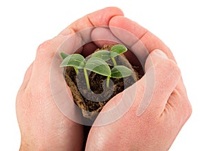 Container with cucumber sprouts in hands