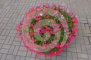 Container with flowering pink ivy-leaved geranium