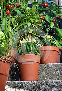 Container garden vegetables plants in pot.