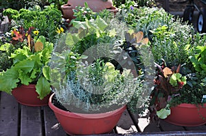 Container Gardening
