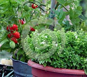 Container gardening basil and tomato photo