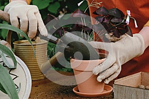 Container gardening. Gardener hands re-potting purple false shamrock plant in backyard garden.