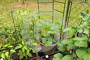 Container gardening for home planting of vegetables