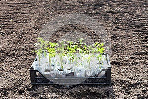 Container with green seedlings of tomato plant