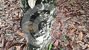 A container for liquid sap which after being incised on the stem