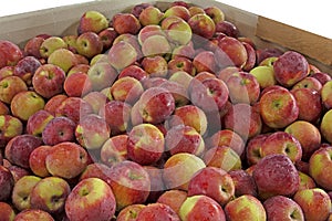 Container Macintosh apples