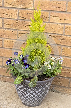 Container panted with evergreen shrub and blue and yellow pansies.