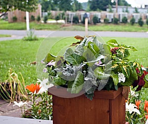 Container Planting photo