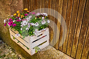 A container with pots of African Daisy flowers on gate in the ancient hill town of Erice