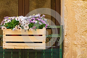 A container with pots of African Daisy flowers on gate in the ancient hill town of Erice