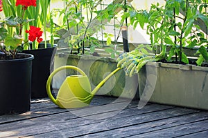 Container vegetables gardening. Vegetable garden on a terrace.