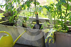Container vegetables gardening. Vegetable garden on a terrace. Flower, tomatoes growing in container