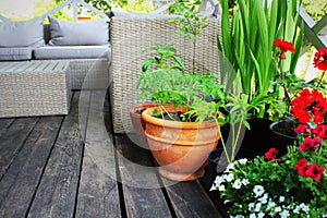 Container vegetables gardening. Vegetable garden on a terrace. Flower, tomatoes growing in container