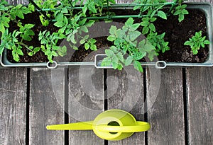 Container vegetables gardening. Vegetable garden on a terrace. Flower, tomatoes growing in container