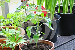 Container vegetables gardening. Vegetable garden on a terrace. Flower, tomatoes growing in container