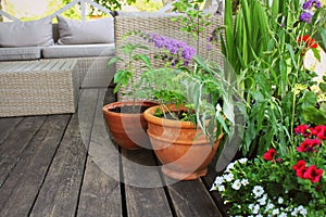 Container vegetables gardening. Vegetable garden on a terrace. Flower, tomatoes growing in container