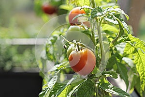 Container vegetables gardening. Vegetable garden on a terrace. Herbs, tomatoes growing in container