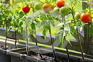 Container vegetables gardening. Vegetable garden on a terrace. Herbs, tomatoes growing in container