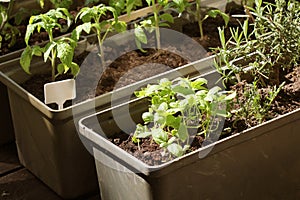 Container vegetables gardening. Vegetable garden on a terrace. Herbs, tomatoes seedling growing in container