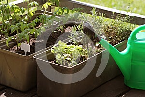 Container vegetables gardening. Vegetable garden on a terrace. Herbs, tomatoes seedling growing in container