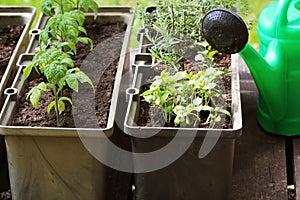 Container vegetables gardening. Vegetable garden on a terrace. Herbs, tomatoes seedling growing in container