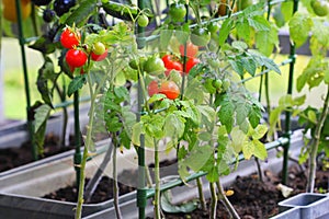 Container vegetables gardening. Vegetable garden on a terrace. Red, orange, yellow, black tomatoes growing in container