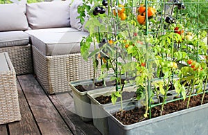 Container vegetables gardening. Vegetable garden on a terrace. Red, orange, yellow, black tomatoes growing in container