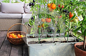 Container vegetables gardening. Vegetable garden on a terrace. Red, orange, yellow, black tomatoes growing in container