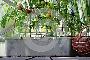 Container vegetables gardening. Vegetable garden on a terrace. Red, orange, yellow, black tomatoes growing in container