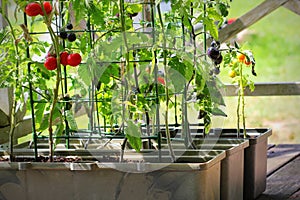 Container vegetables gardening. Vegetable garden on a terrace. Red, orange, yellow, black tomatoes growing in container