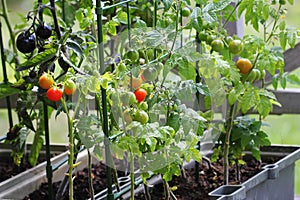 Container vegetables gardening. Vegetable garden on a terrace. Red, orange, yellow, black tomatoes growing in container