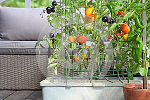 Container vegetables gardening. Vegetable garden on a terrace. Red, orange, yellow, black tomatoes growing in container