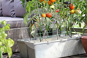 Container vegetables gardening. Vegetable garden on a terrace. Red, orange, yellow, black tomatoes growing in container