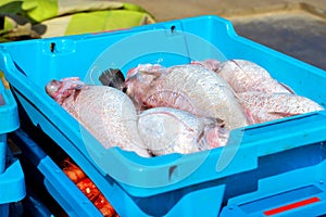 Containers with catch sea fish delicacies Blanes