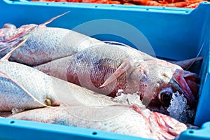 Containers with catch sea fish delicacies Blanes