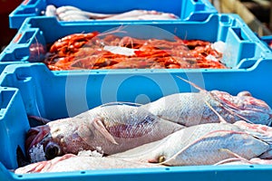 Containers with catch sea fish delicacies Blanes