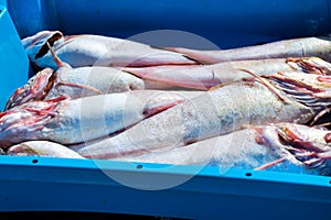 Containers with catch sea fish delicacies Blanes