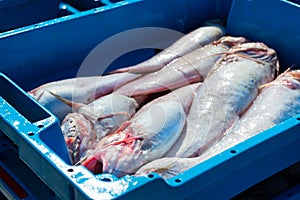 Containers with catch sea fish delicacies Blanes