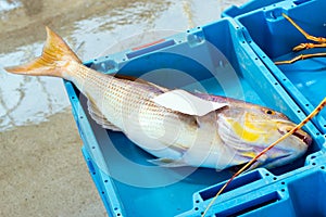 Containers with catch sea fish delicacies Blanes