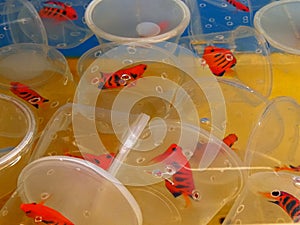 Containers of flame angels in an aquarium tank at a tropical fish wholesaler