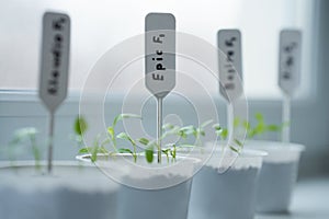 Containers with labeled pepper and eggplant shoots in close-up.  Selective focus