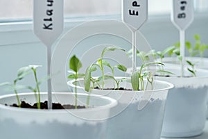 Containers with labeled pepper and eggplant shoots in close-up.  Selective focus. Macro