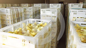 Containers with small chickens. Transportation of small chickens in white plastic containers. Yellow chickens