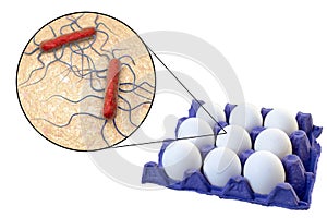 Contamination of eggs with Listeria monocytogenes bacteria, medical concept for transmission of listeriosis