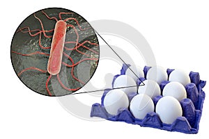 Contamination of eggs with Listeria monocytogenes bacteria, medical concept for transmission of listeriosis