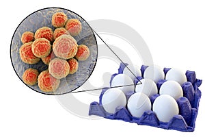 Contamination of eggs with Staphylococcus aureus bacteria, medical concept for transmission of staphylococcal food