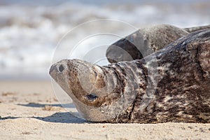 Contemplating life. Seal lying down thinking. Animal meme image